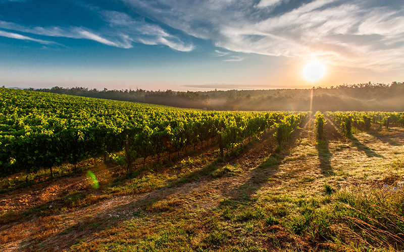 Pragas exóticas ameaçam produção brasileira